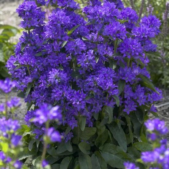 Campanula glomerata Freya