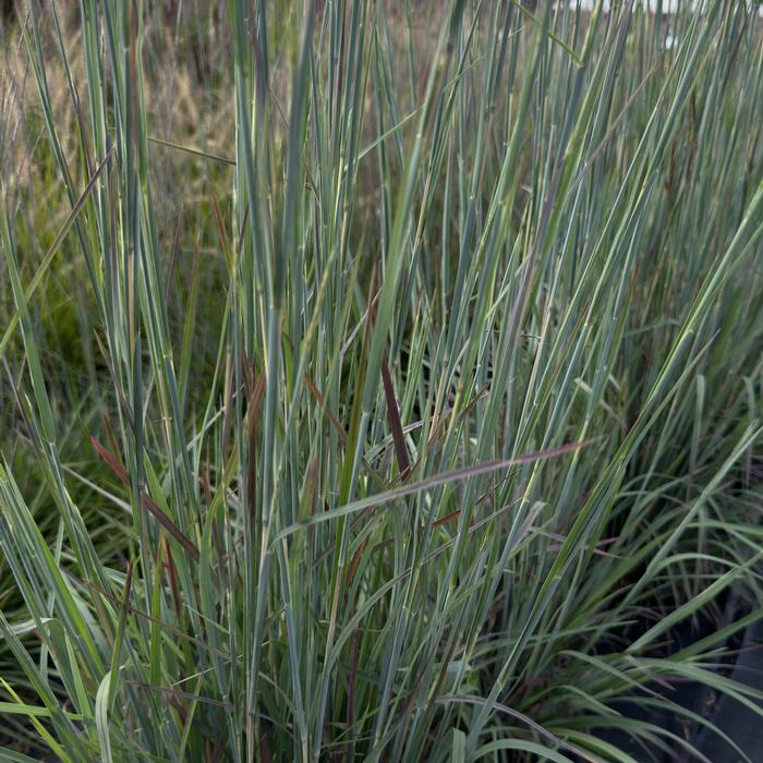 Schizachyrium scoparium Sandhill
