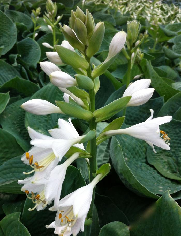 Hosta Bressingham Blue