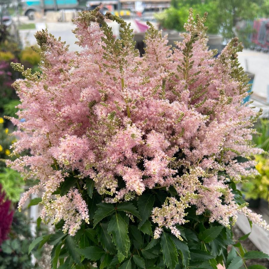 Astilbe japonica Younique™ Silvery Pink