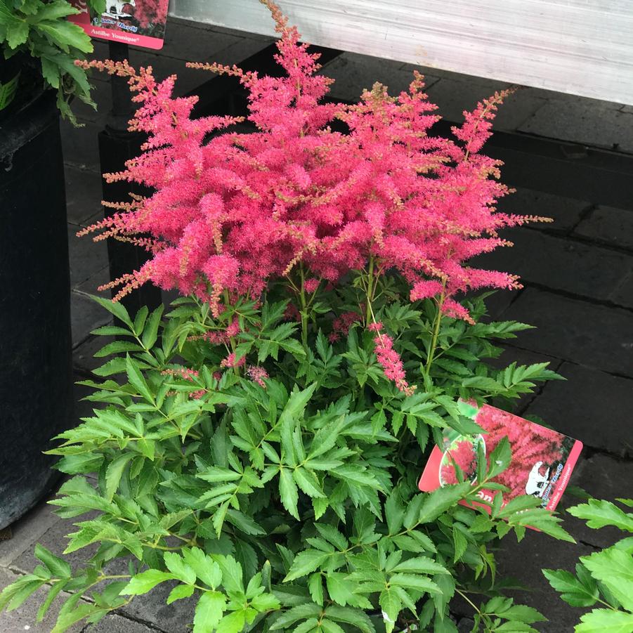 Astilbe japonica Younique™ Cerise