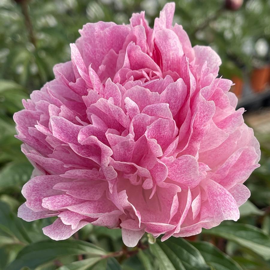 Paeonia The Fawn