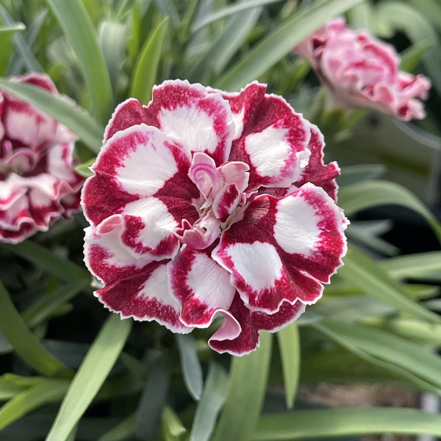 Dianthus Everlast™ Cherry Swirl
