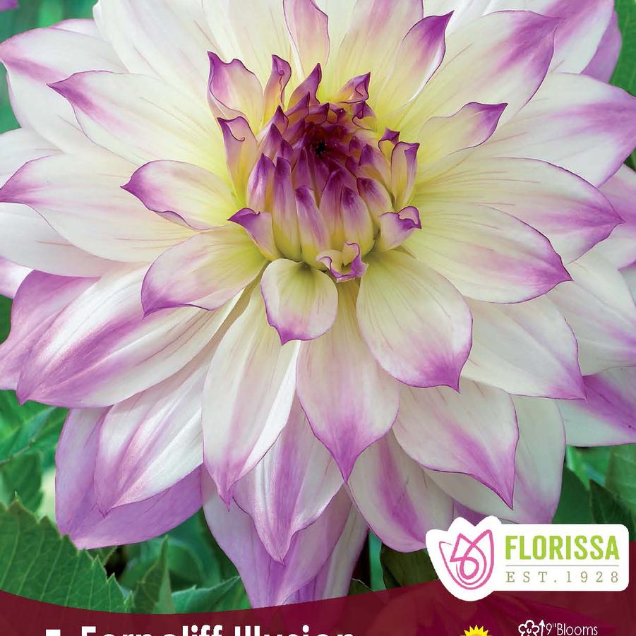 Dahlia Ferncliff Illusion