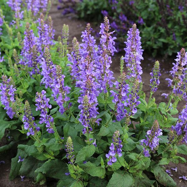 Salvia (per) nemorosa Marvel Sky Blue