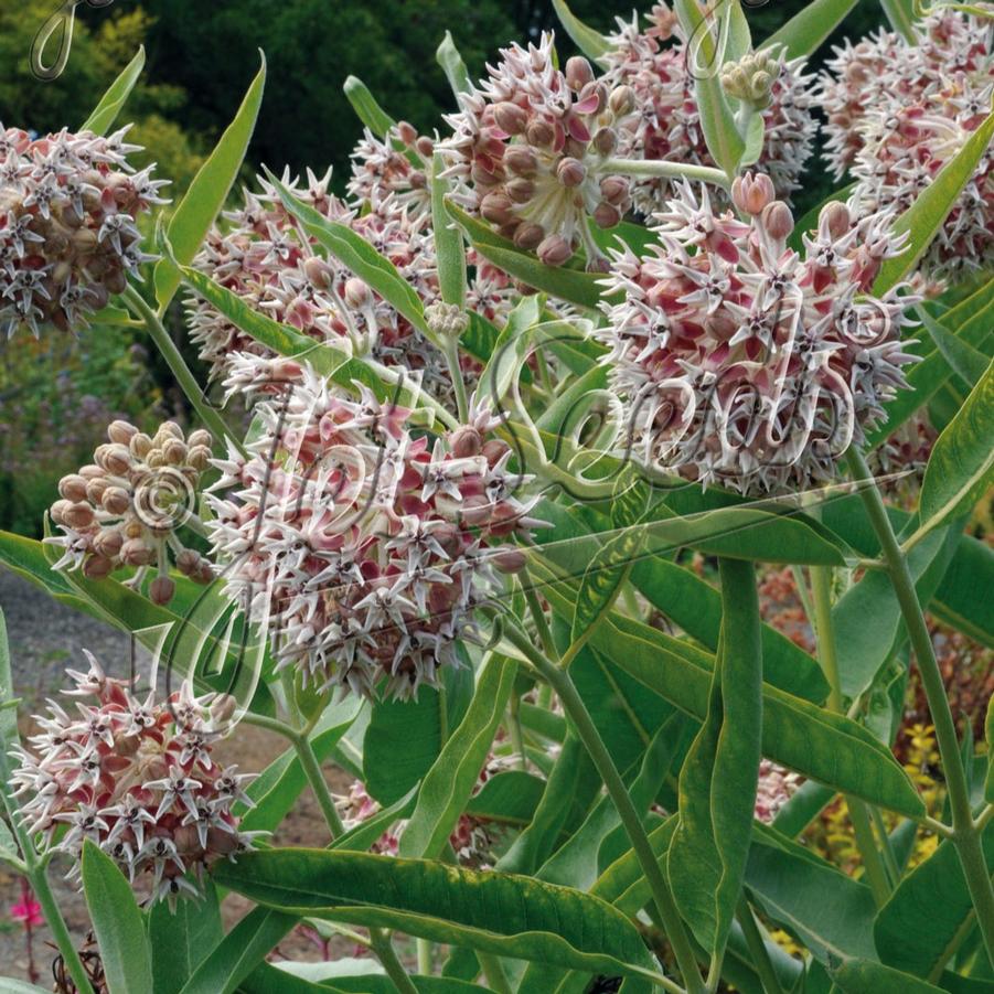 Asclepias speciosa 