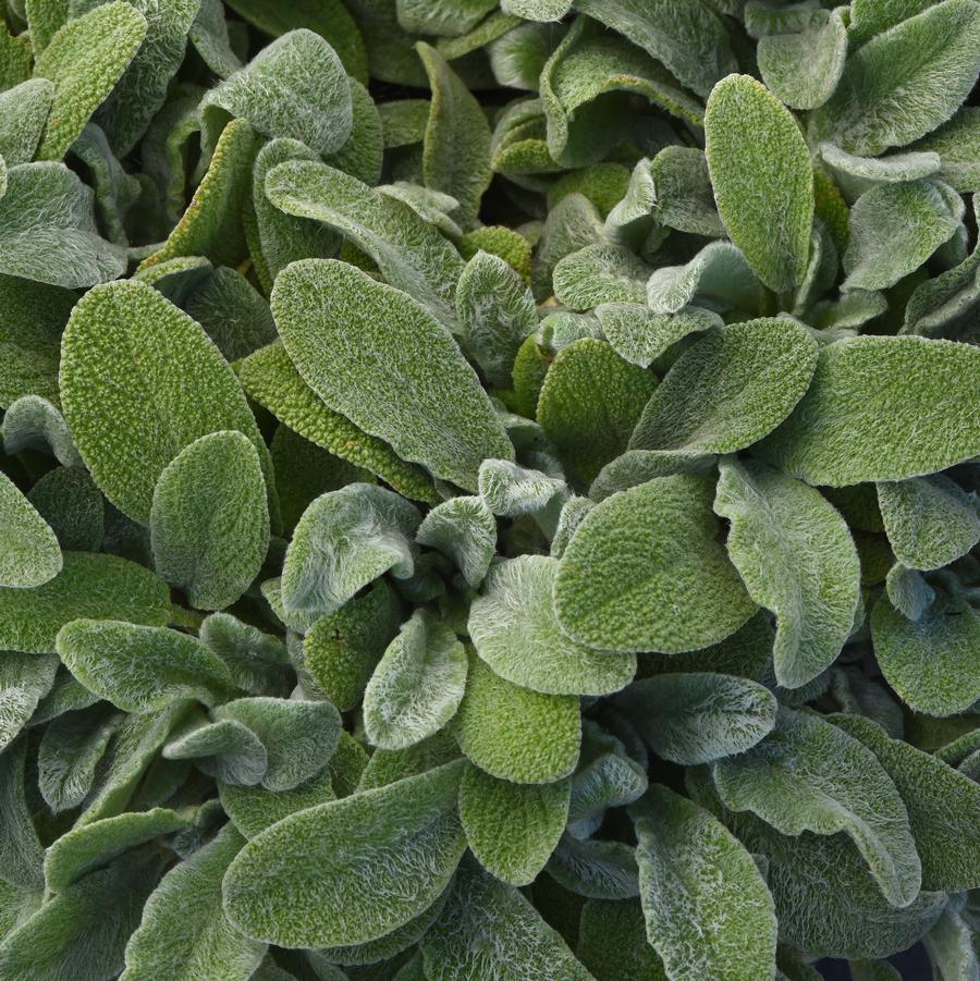 Stachys byzantina Little Lamb