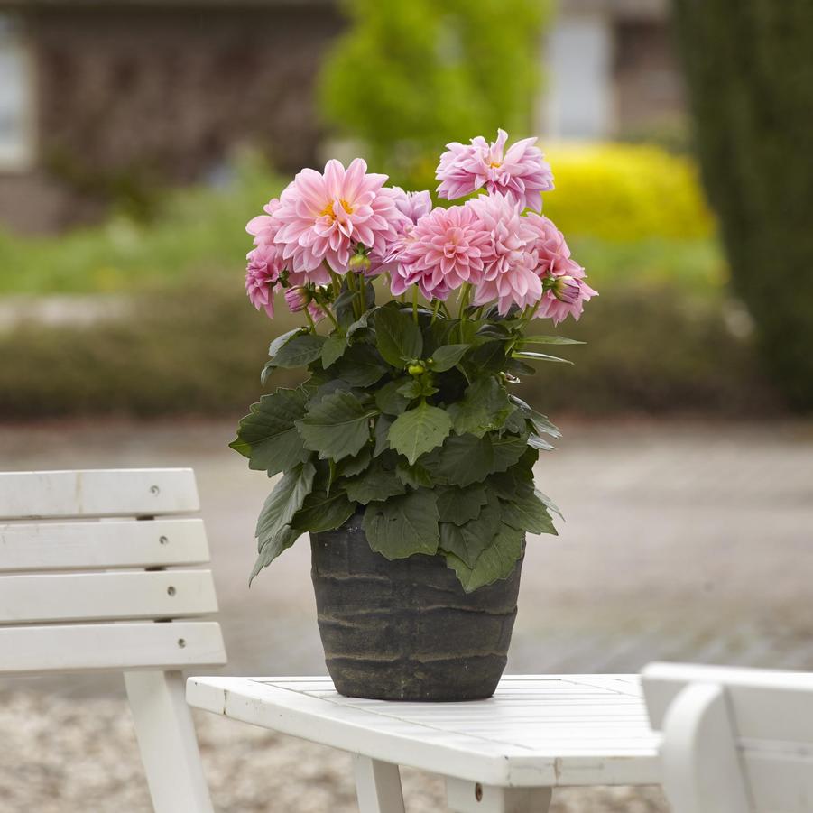 Dahlia Dahlietta® Emily