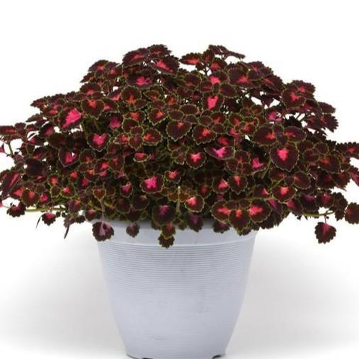 Coleus TrailBlazer&trade; Road Trip
