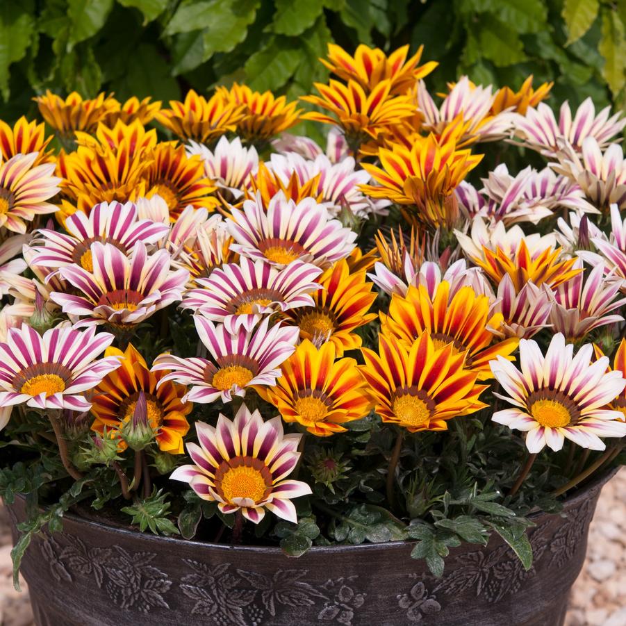 Gazania New Day&reg; Tiger Mix