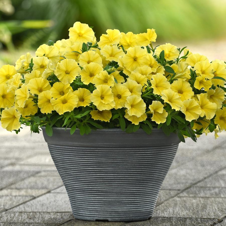 Petchoa Limone
