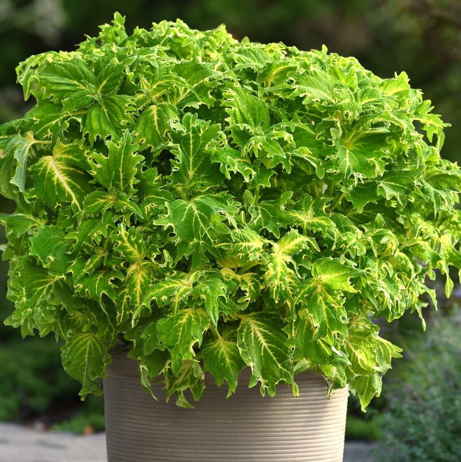 Coleus Charged Up Keylime Fringe