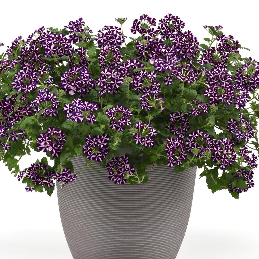 Verbena Firehouse™ Violet Vortex