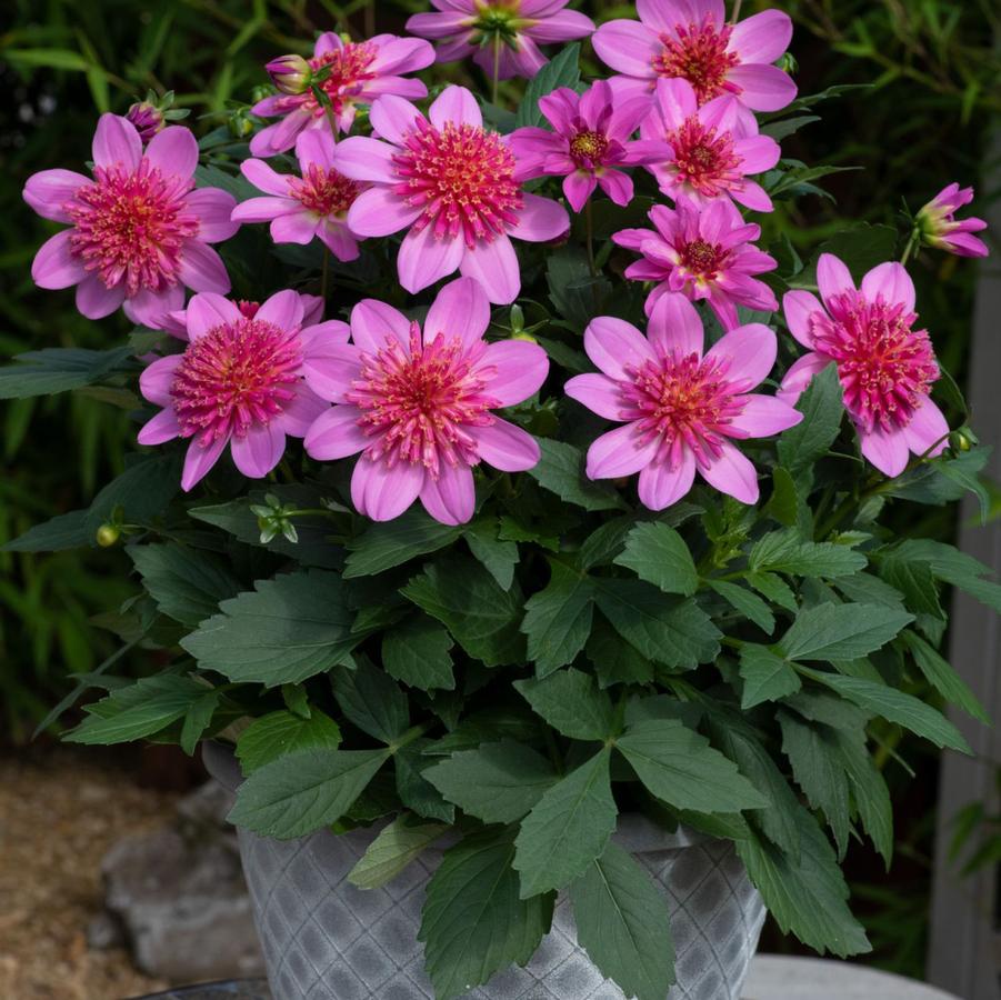 Dahlia Venti&trade; PinkBurst
