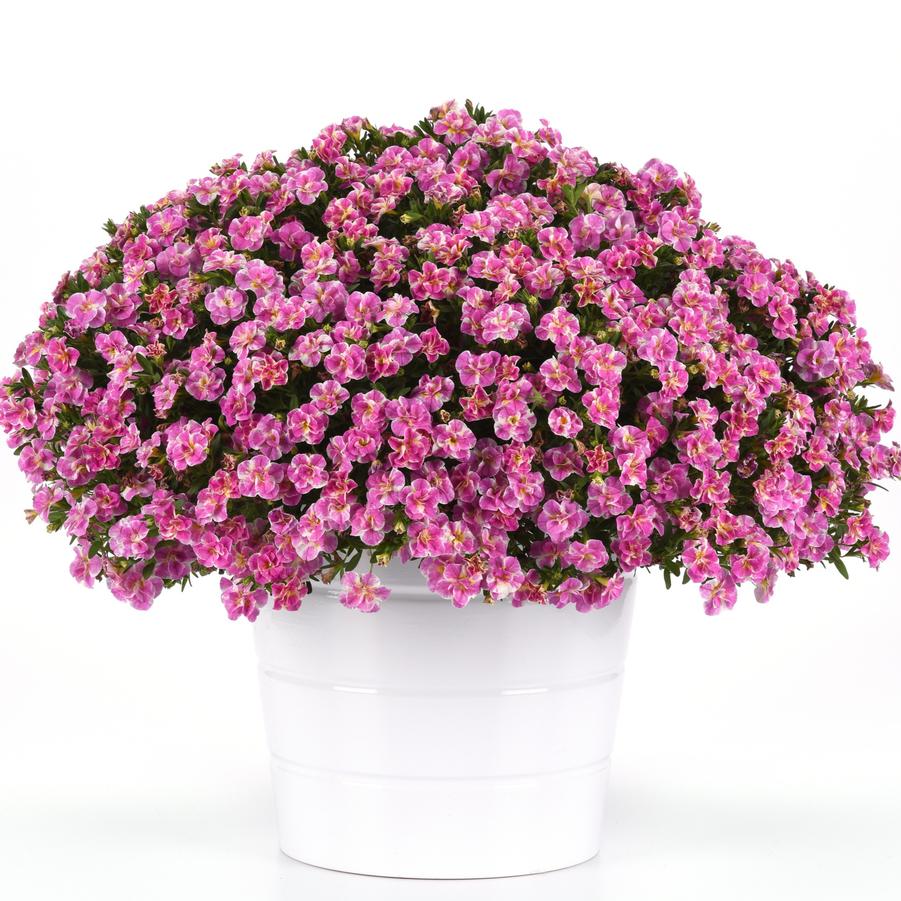 Calibrachoa MiniFamous&reg; Uno Funtopia Pink