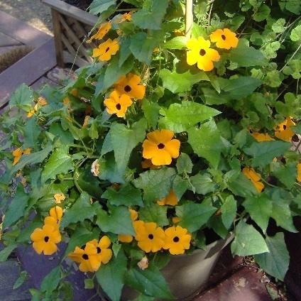 Thunbergia Sunny Orange Wonder