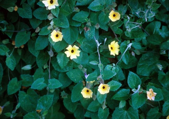 Thunbergia Sunny Lemon Star