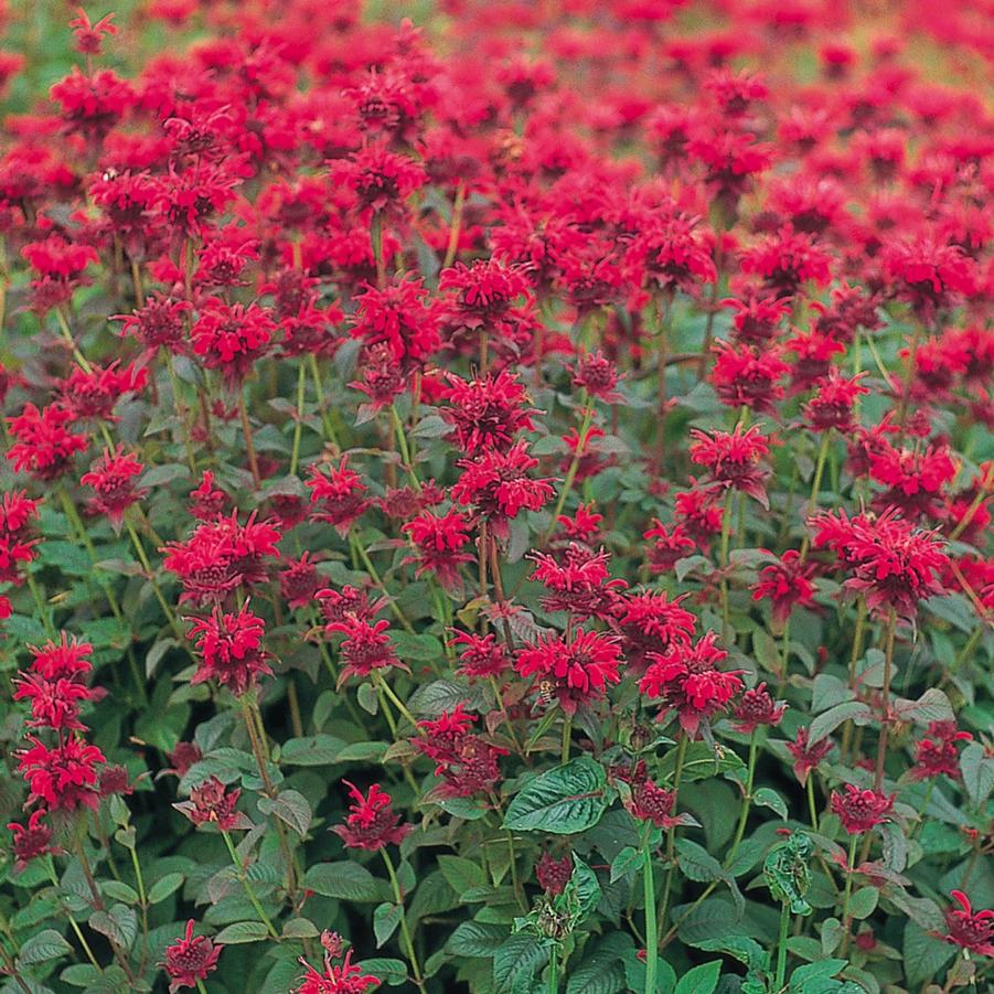 Monarda Panorama Red