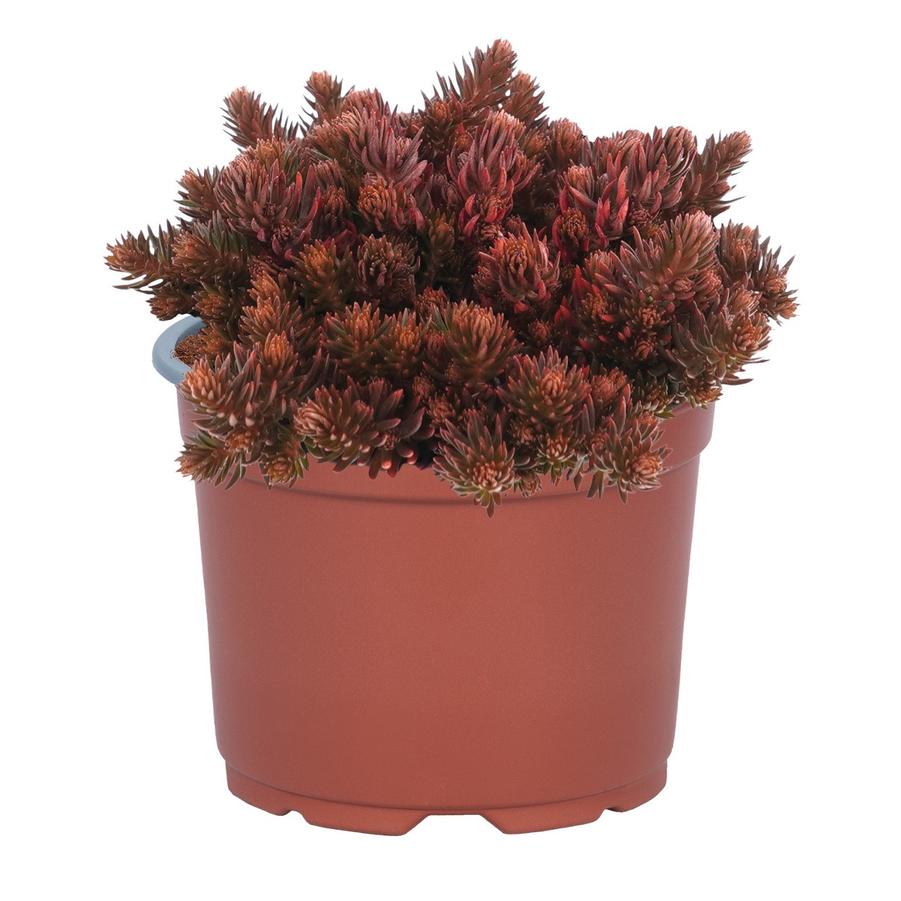 Sedum hakonense Chocolate Ball
