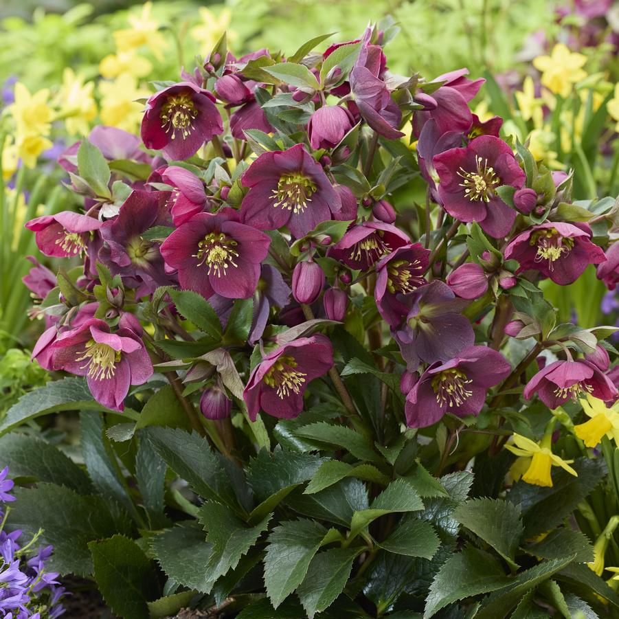 Helleborus Spring Sparkle Red