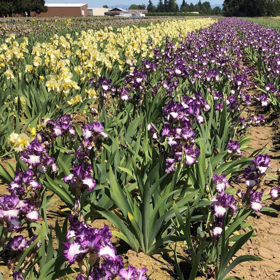 Iris germanica Mariposa Autumn