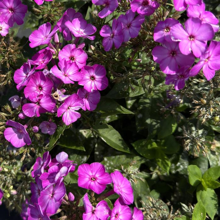 Phlox (per) paniculata Flame&reg; Purple Eye