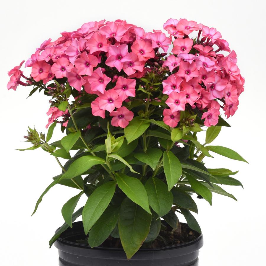 Phlox (per) paniculata Super Ka-Pow&trade; Coral