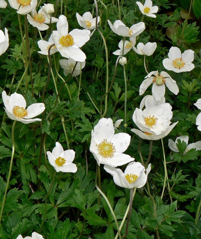 Anemone japonica Sylvestris