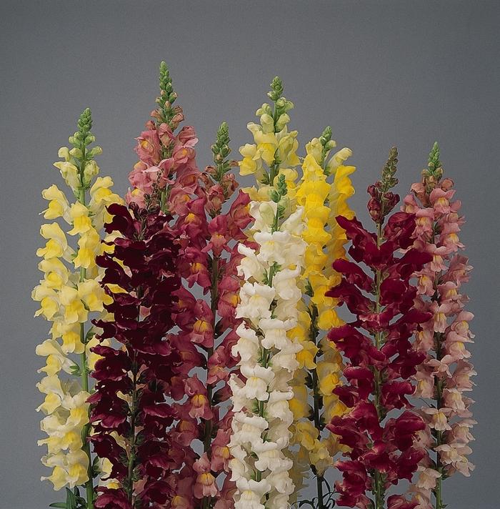 Snapdragon Rocket Mix