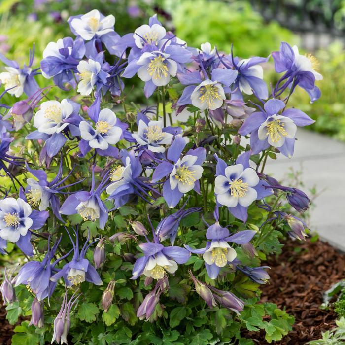 Aquilegia caerulea Earlybird™ Blue & White