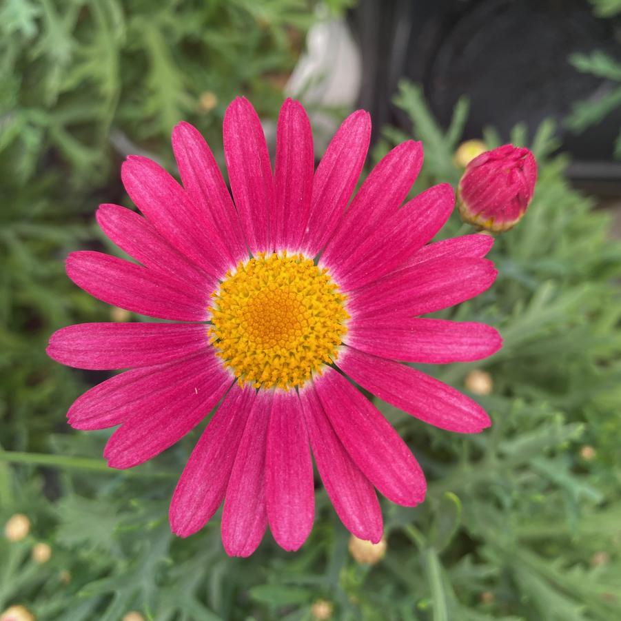 Argyranthemum Sassy&reg; Rose