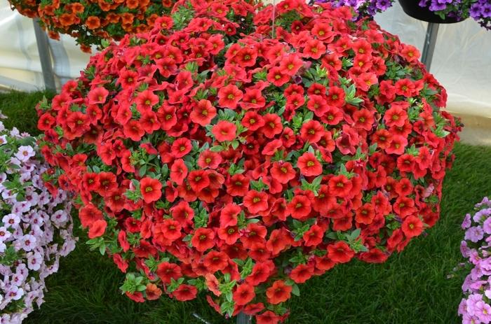 Calibrachoa Aloha Kona Dark Red