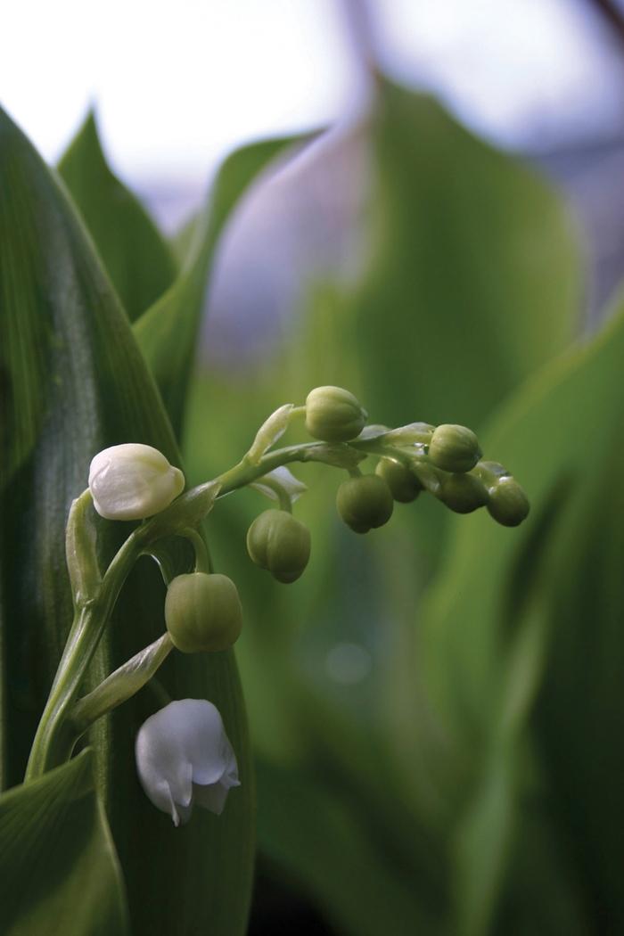 Convallaria majalis Flowering Pips