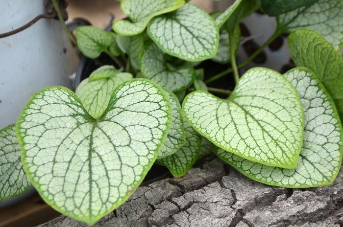 Brunnera macrophylla Silver Heart