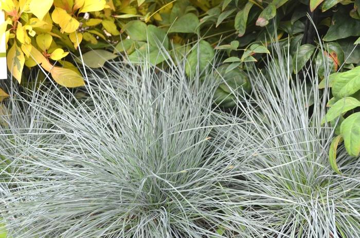 GR Festuca glauca Beyond Blue™