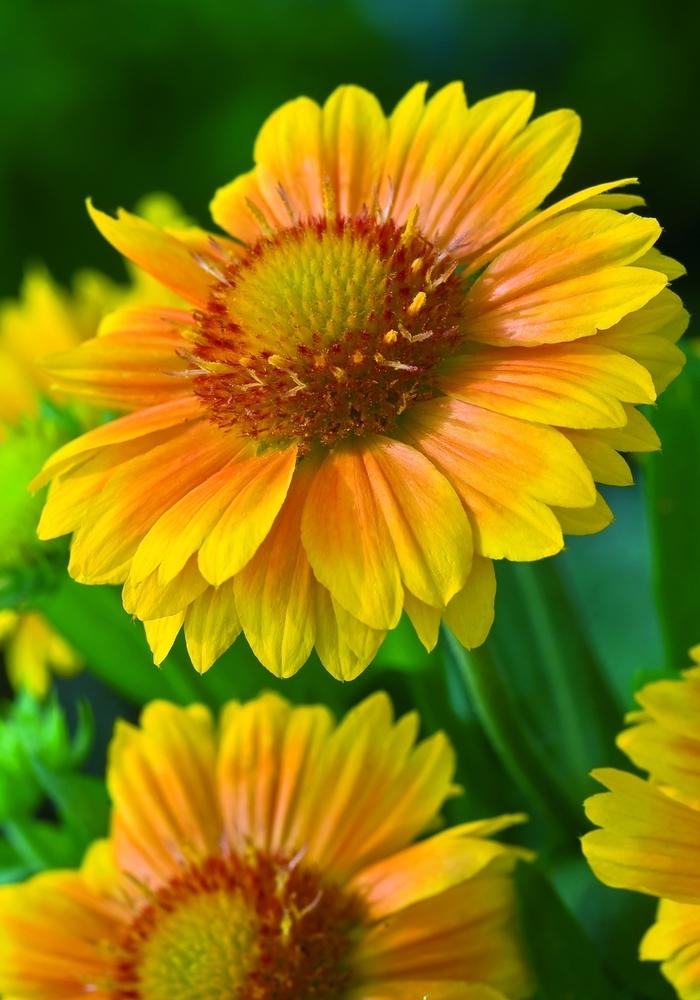 Gaillardia Arizona Apricot