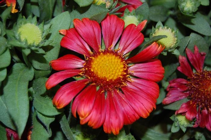 Gaillardia Arizona Red Shades