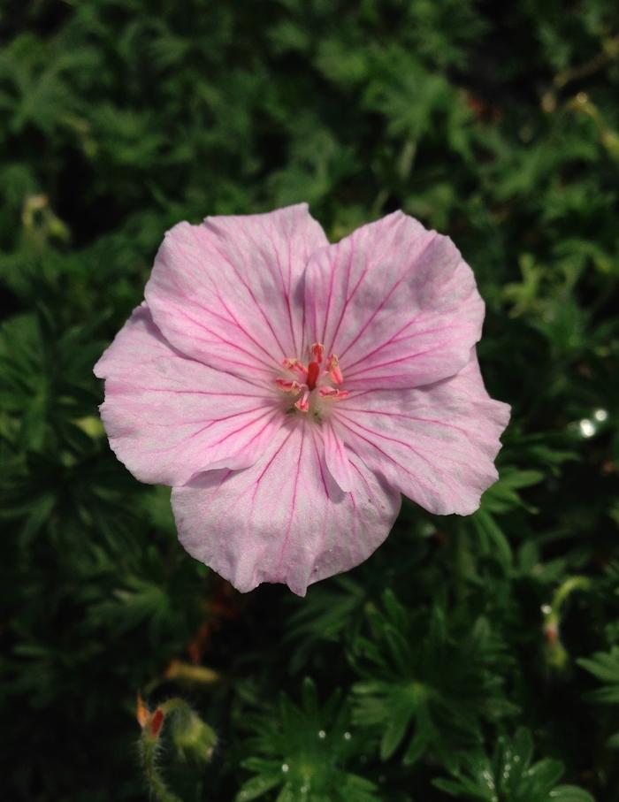 Geranium (per) sanguineum var. striatum