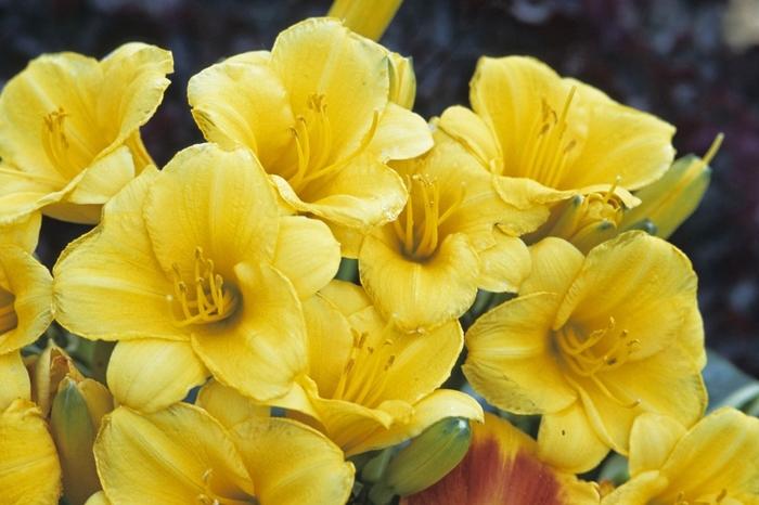 Hemerocallis Stella d' Oro