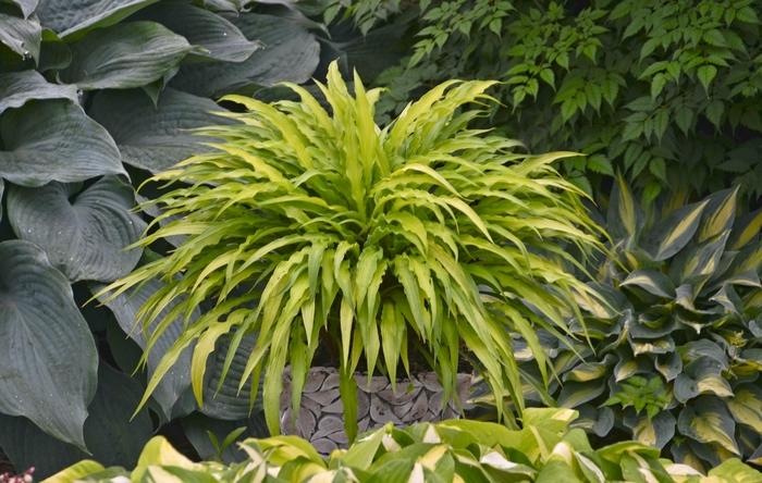 Hosta Curly Fries