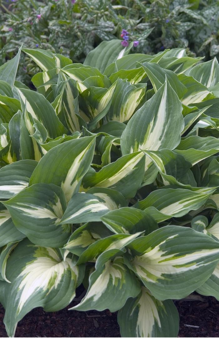 Hosta Night Before Christmas