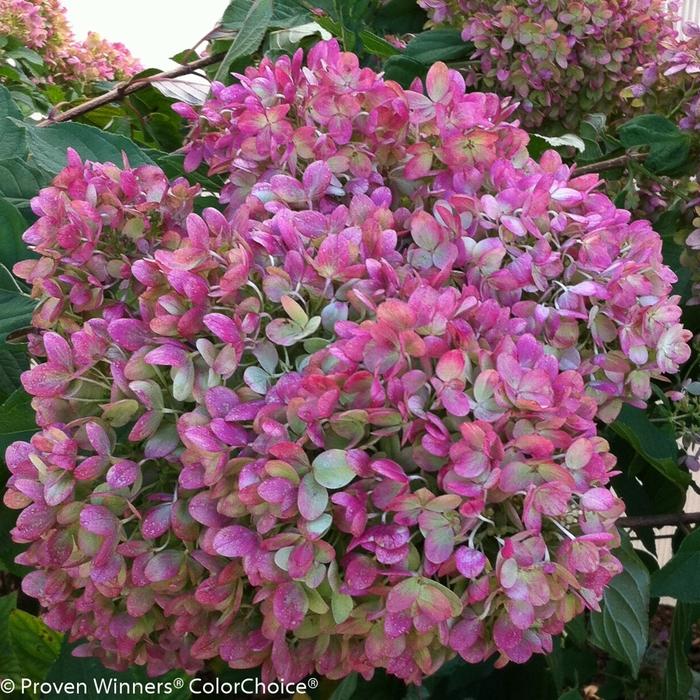 Hydrangea paniculata Little Lime®