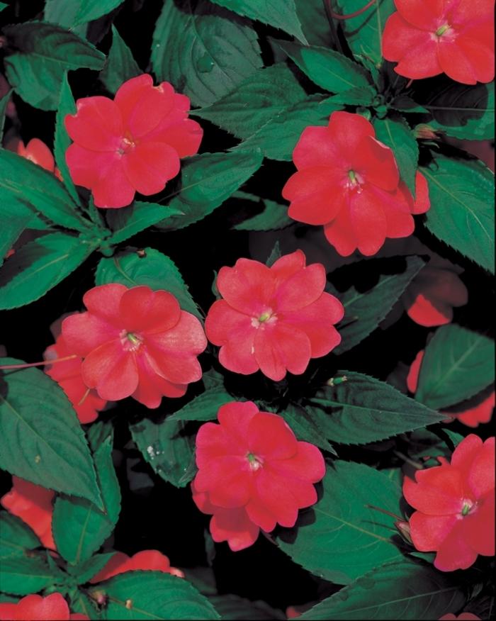 Impatiens SunPatiens® Vigorous Red