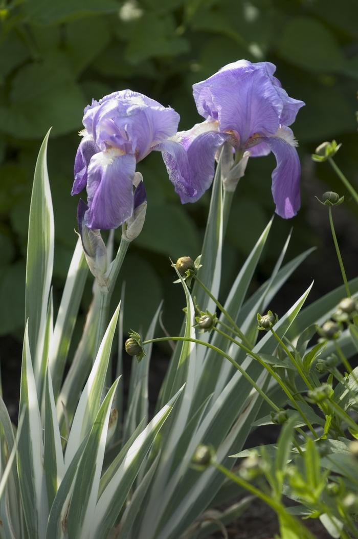 Iris pallida Albovariegata