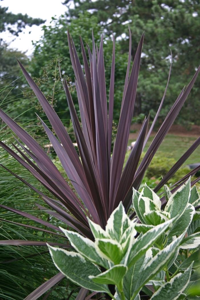 Cordyline australis Red Sensation