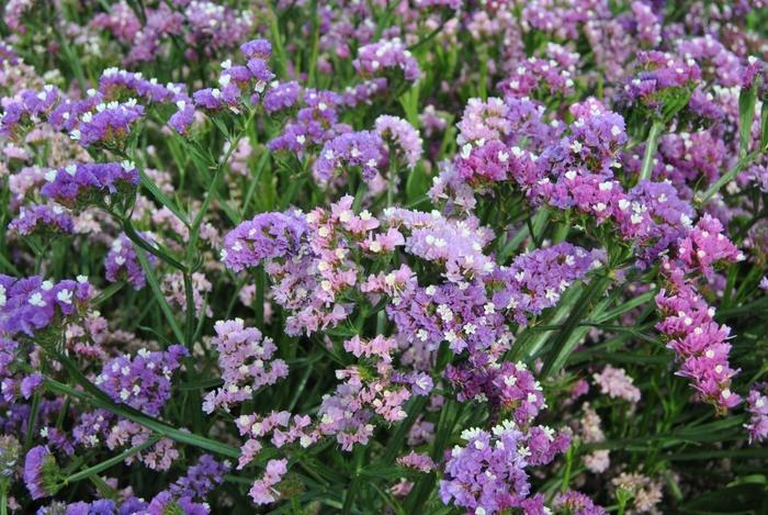 Limonium Pastel Mix