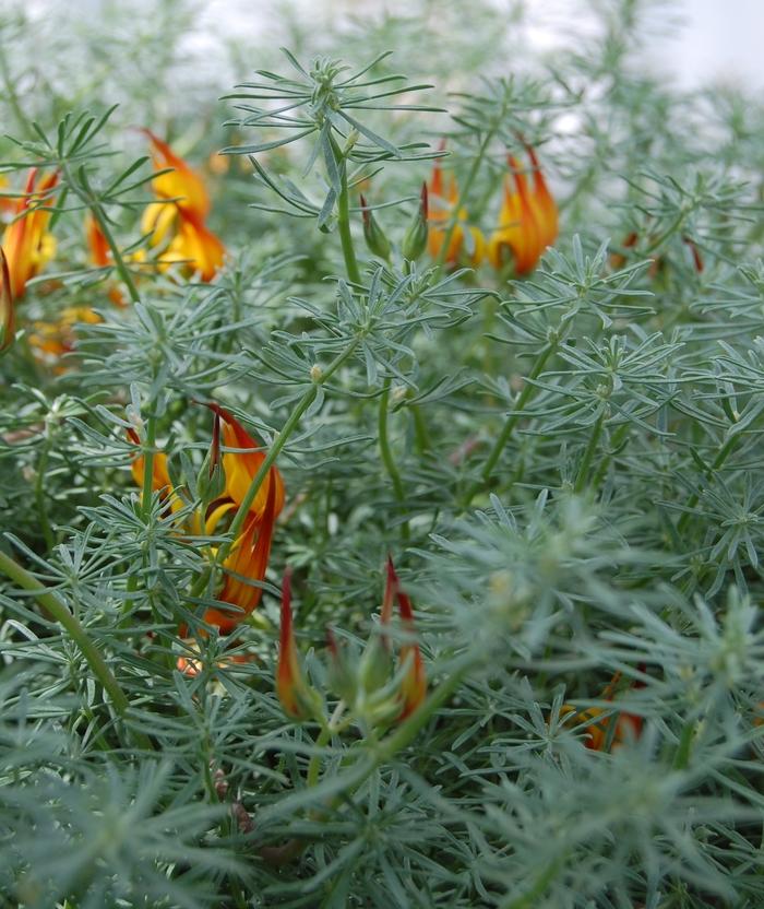 Lotus Vine berthelotii 