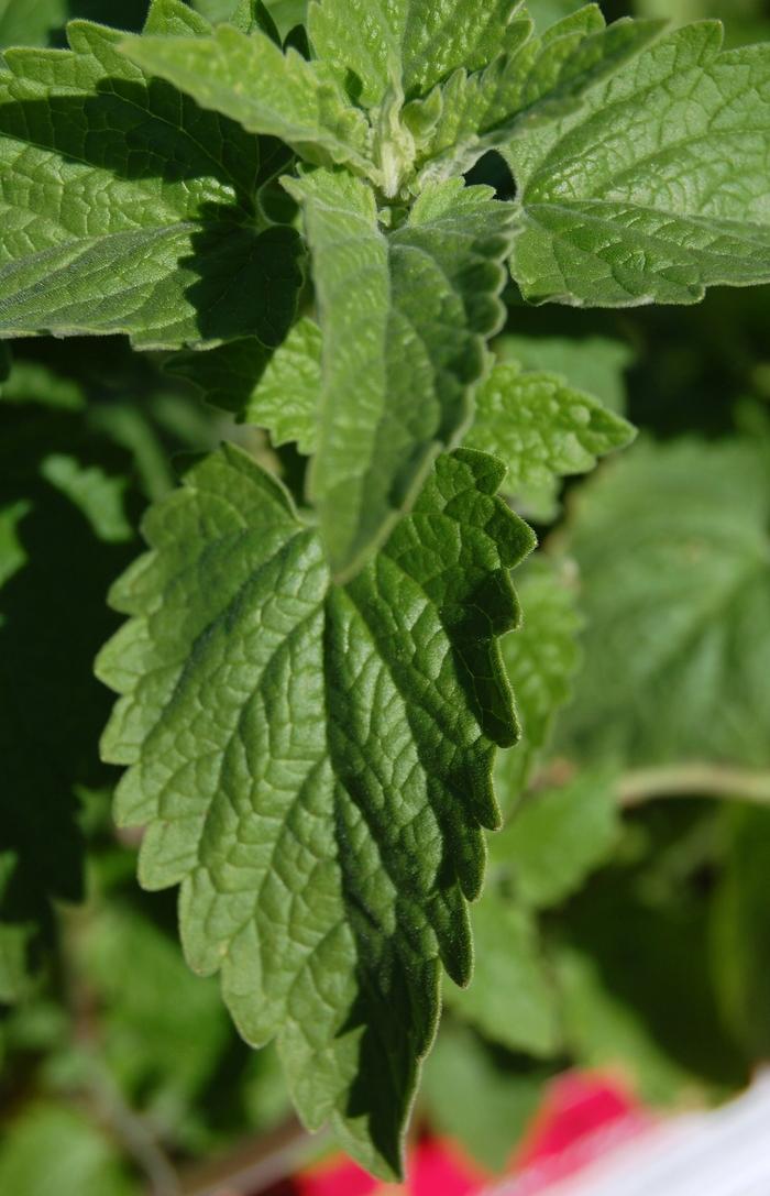 Nepeta (per) cataria 