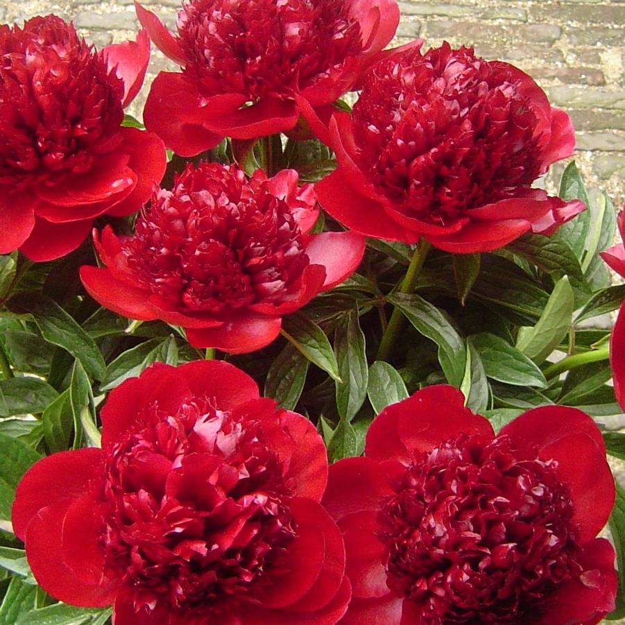 Paeonia Red Charm