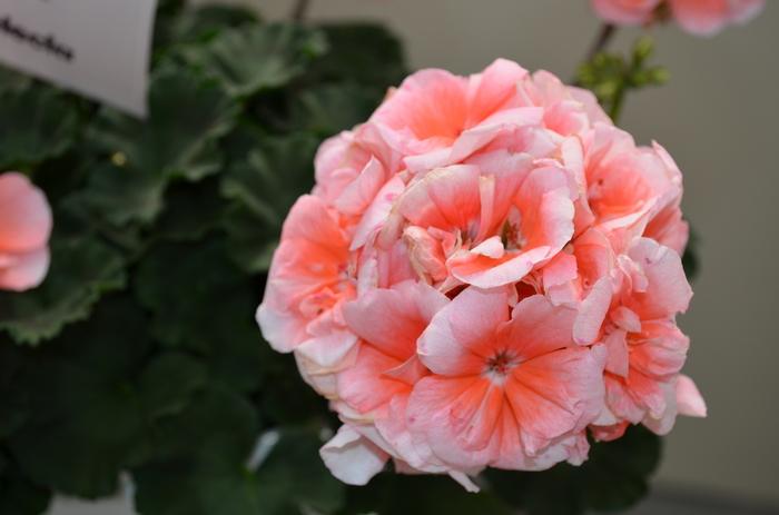 Geranium - Zonal Moonlight™ Light Salmon